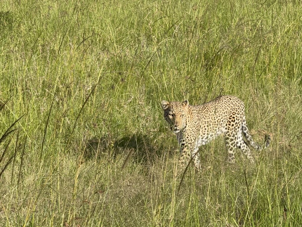 Massai Mara