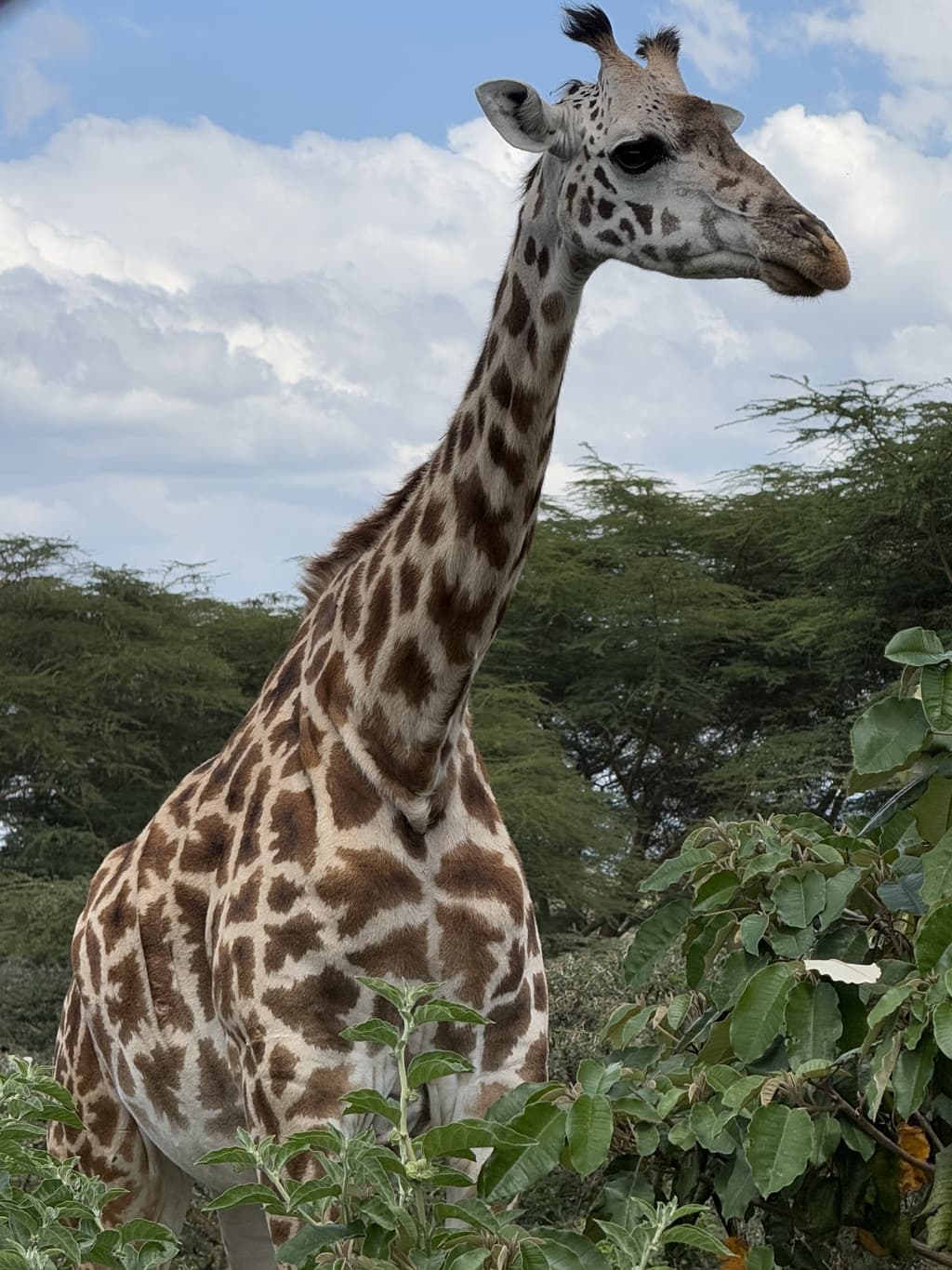 Naivasha